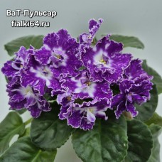ВаТ-Пульсар (Валькова)